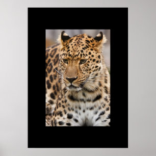 Leopard Poster