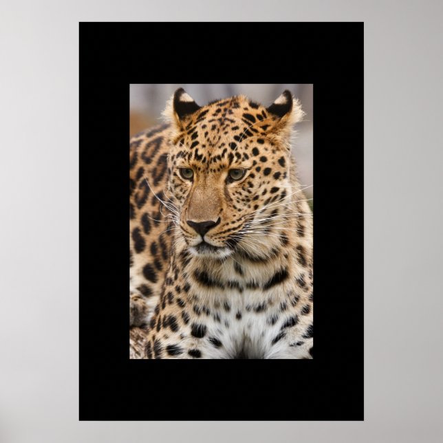 Leopard Poster (Front)