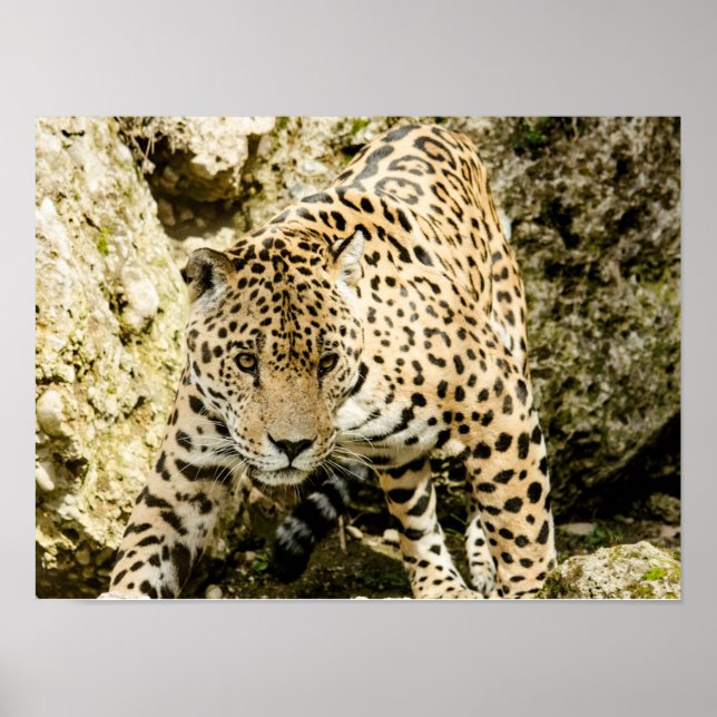 Leopard Poster (Front)