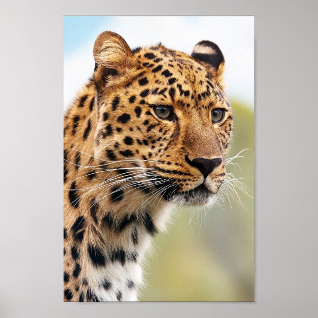 Leopard Poster (Front)