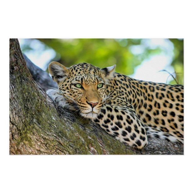 Leopard resting in a tree poster (Front)
