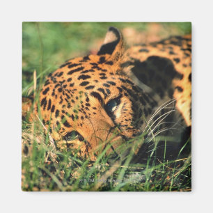 Leopard resting in grass magnet