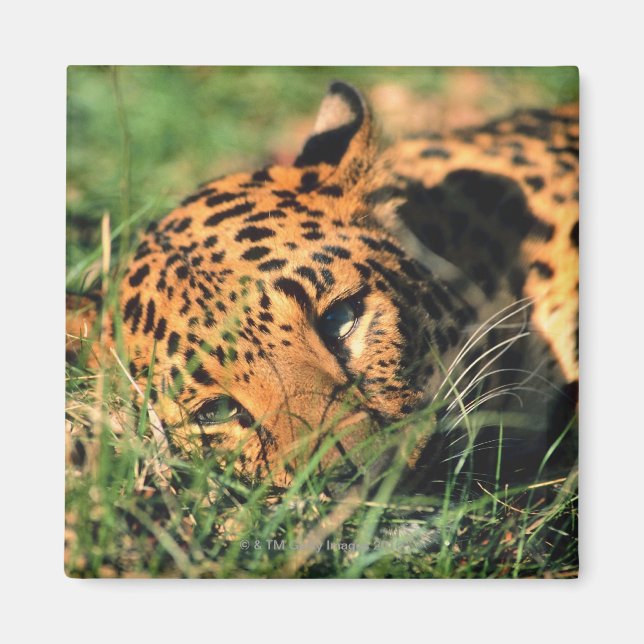 Leopard resting in grass magnet (Front)