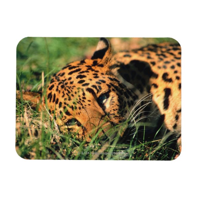 Leopard resting in grass magnet (Horizontal)