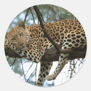 Leopard Resting in Tree Classic Round Sticker