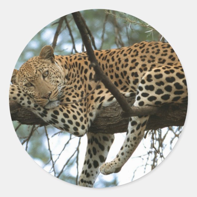 Leopard Resting in Tree Classic Round Sticker (Front)