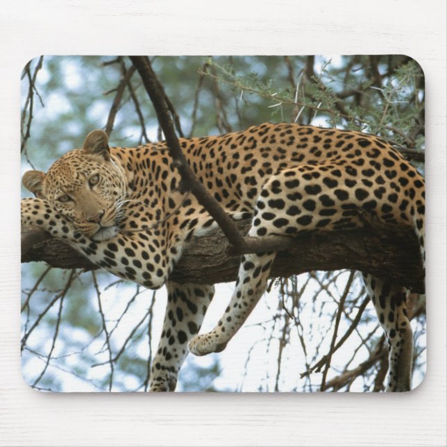 Leopard Resting in Tree Mouse Mat (Front)