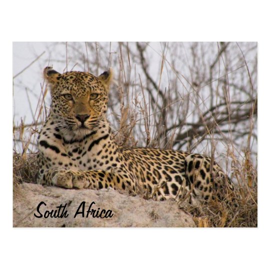Leopard resting on a mound postcard
