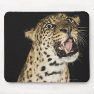 Leopard roaring mouse mat