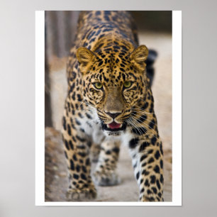 Leopard Running Photograph Poster