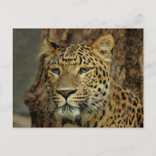 Leopard Safari Postcard