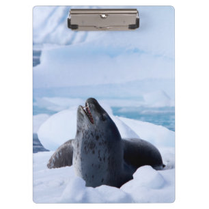 Leopard Seal Clipboard