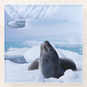 Leopard Seal Glass Coaster
