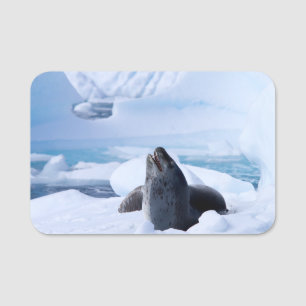 Leopard Seal Name Tag