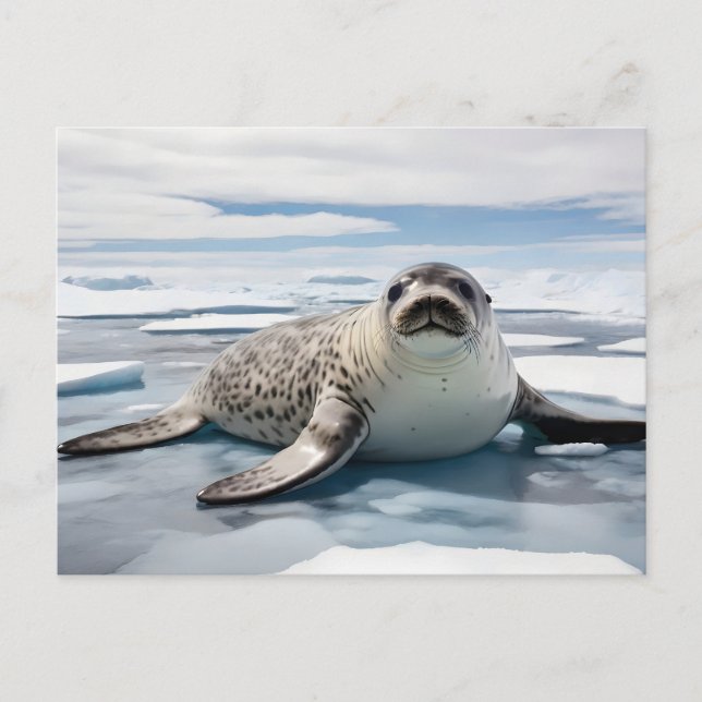 Leopard seal on ice postcard (Front)