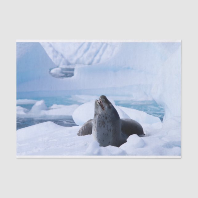 Leopard Seal Tissue Paper (Front)