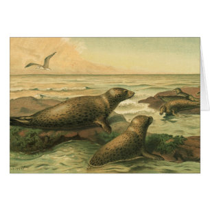 Leopard Seals, Vintage Aquatic Animals Marine Life