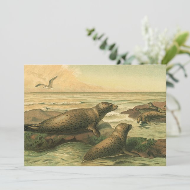 Leopard Seals, Vintage Aquatic Animals Marine Life (Standing Front)