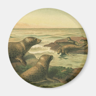 Leopard Seals, Vintage Aquatic Animals Marine Life Magnet