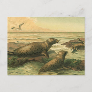 Leopard Seals, Vintage Aquatic Animals Marine Life Postcard