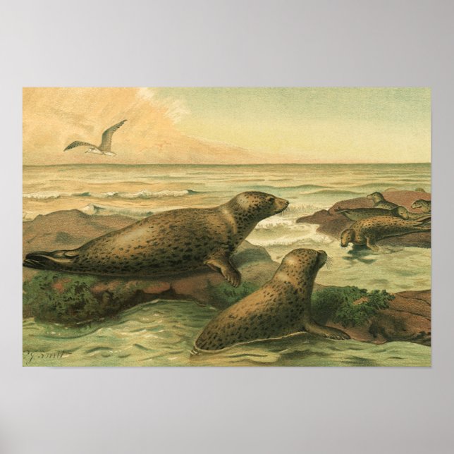 Leopard Seals, Vintage Aquatic Animals Marine Life Poster (Front)
