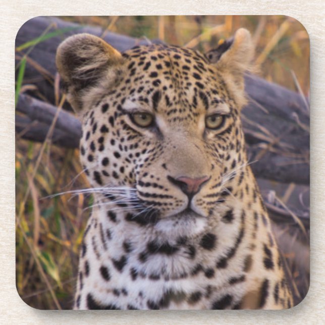 Leopard sitting, Botswana, Africa Coaster (Front)
