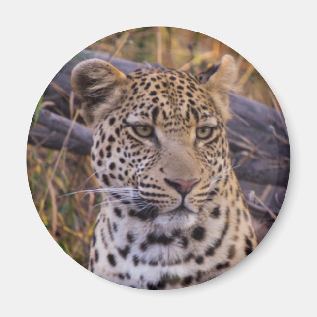 Leopard sitting, Botswana, Africa Magnet (Front)