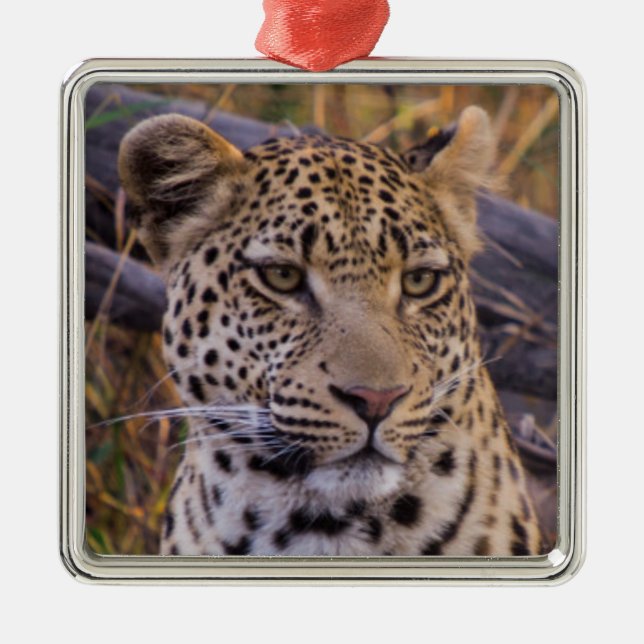 Leopard sitting, Botswana, Africa Metal Tree Decoration (Front)