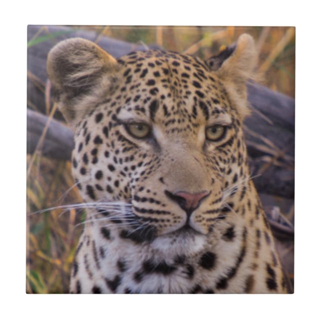 Leopard sitting, Botswana, Africa Tile (Front)