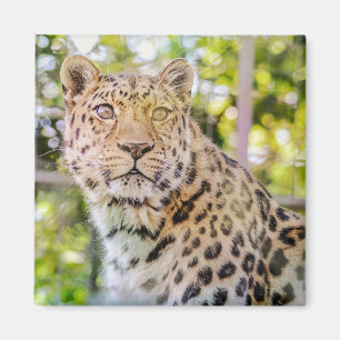 Leopard Sitting Photograph Magnet