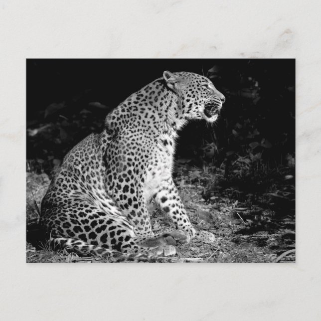 Leopard sitting postcard (Front)