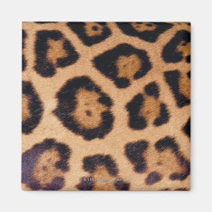 Leopard skin magnet