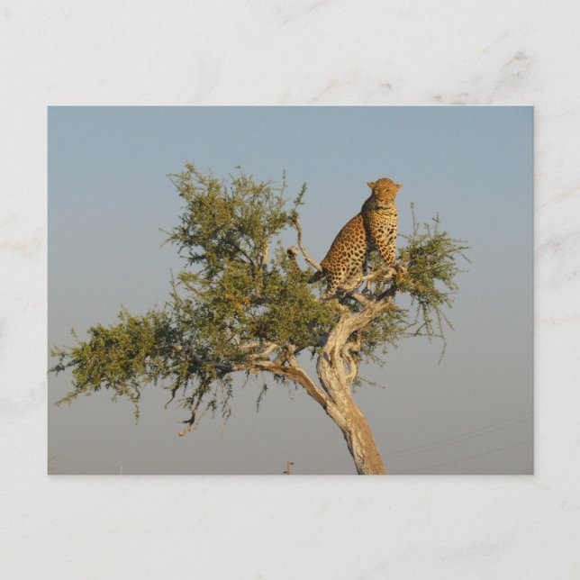leopard spotting postcard (Front)