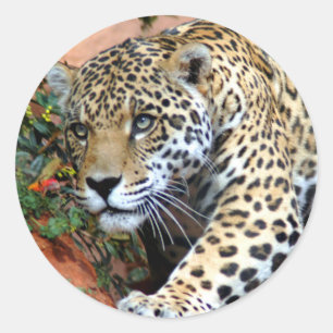 Leopard Stalking Macro Classic Round Sticker
