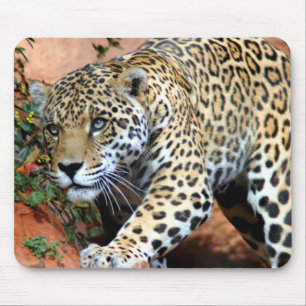 Leopard Stalking Macro Mouse Mat