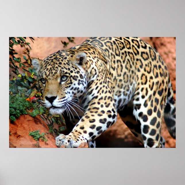 Leopard Stalking Macro Poster (Front)