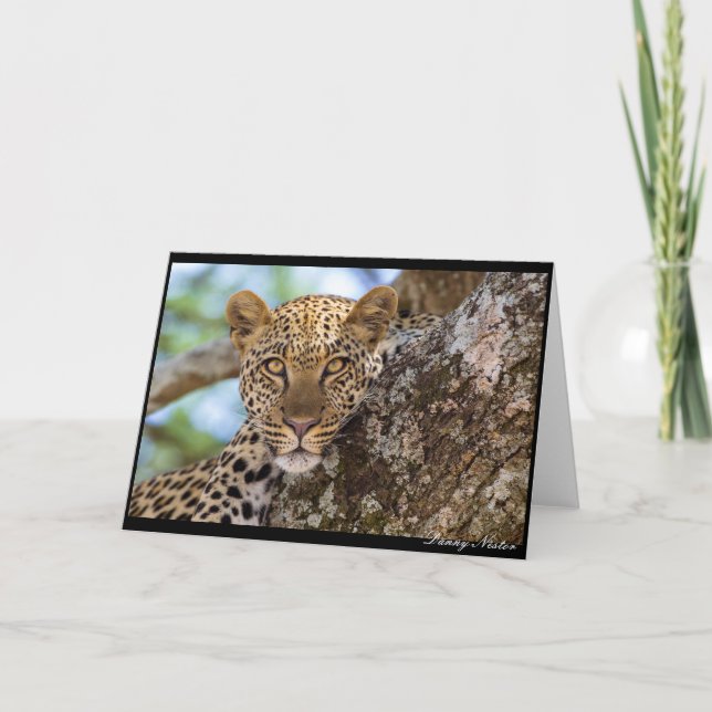 Leopard Stare Card (Front)
