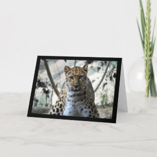 Leopard Stare Card