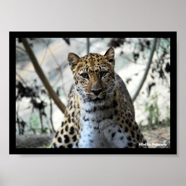 Leopard Stare Poster (Front)