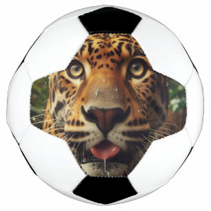 Leopard Stares While Lapping Water in Jungle  Football