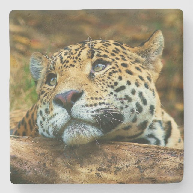 Leopard Stone Coaster (Front)