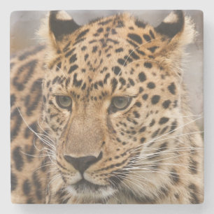 Leopard Stone Coaster