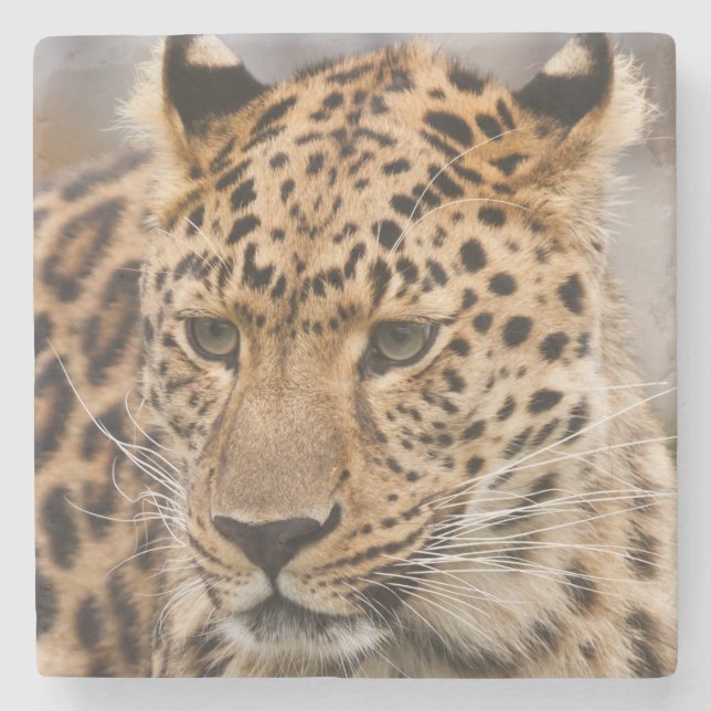 Leopard Stone Coaster (Front)