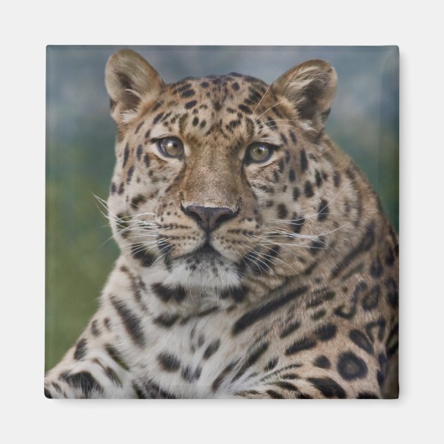 Leopard Thoughts Magnet (Front)