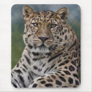 Leopard Thoughts Mousemat