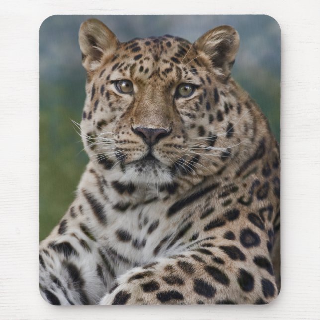 Leopard Thoughts Mousemat (Front)