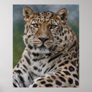 Leopard Thoughts Print