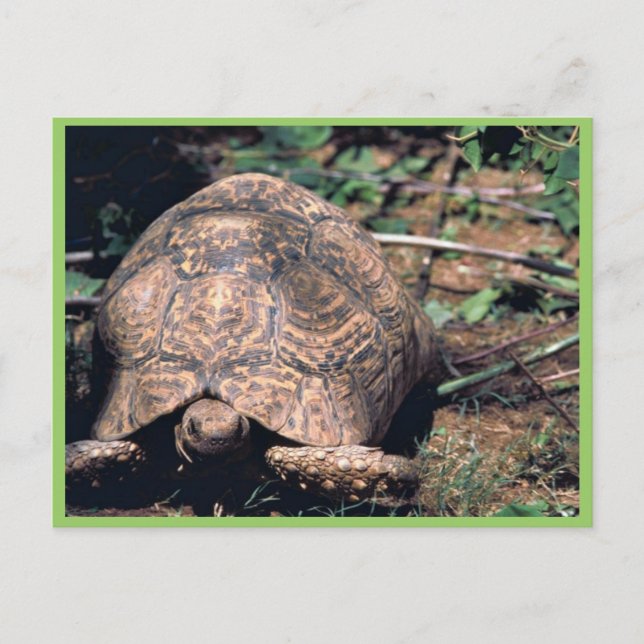Leopard tortoise postcard (Front)