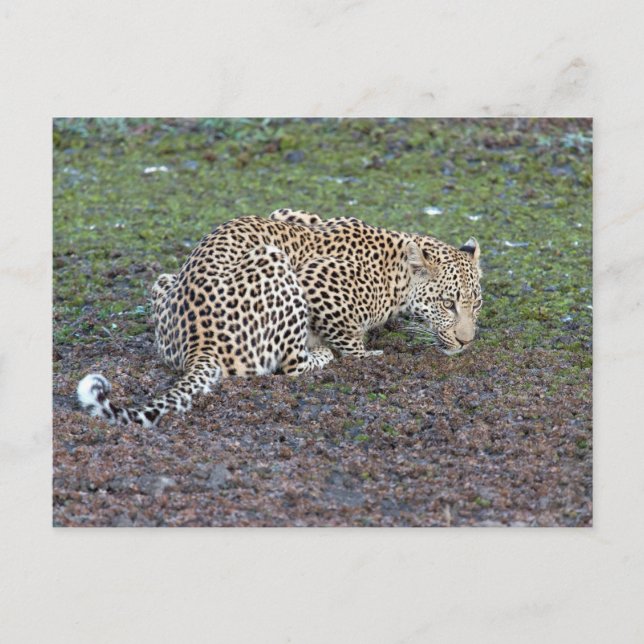 Leopard Turn Its Head Towards Us Postcard (Front)