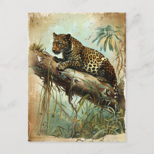 Leopard Vintage Postcard